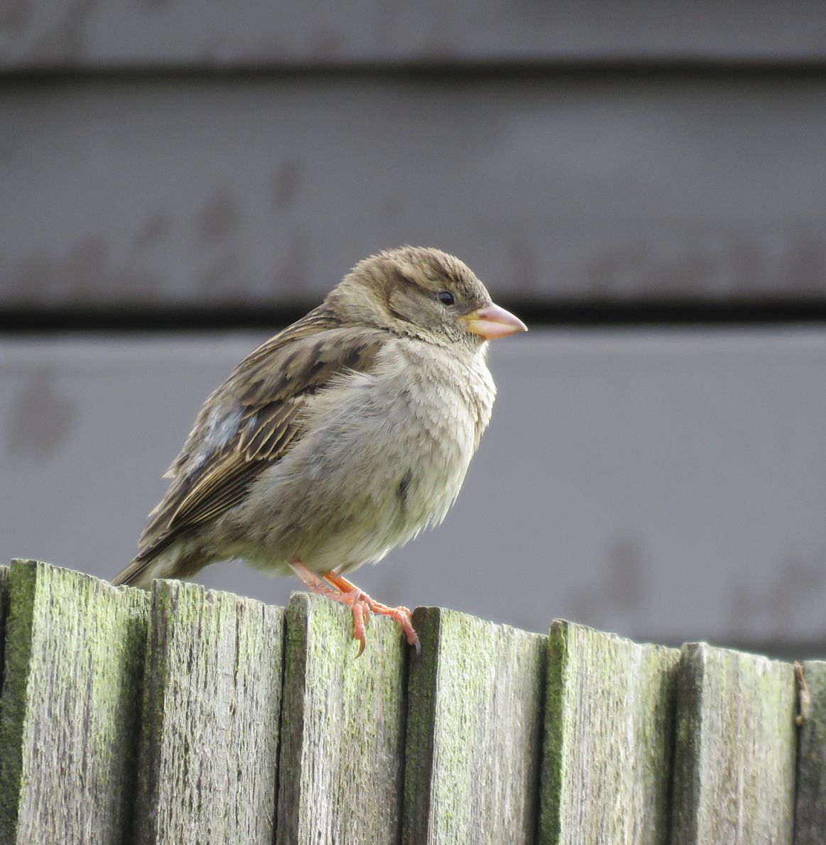 Juvenile House Sparrow